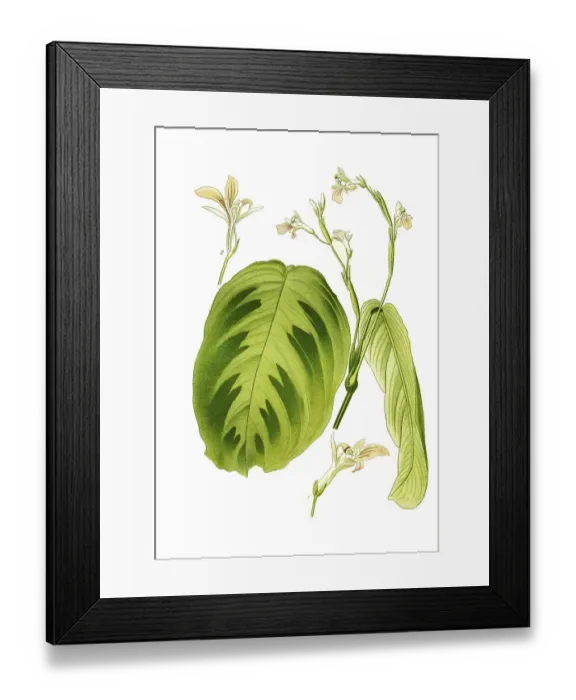 Framed Print : Maranta bicolor var, Kerchoviana Framed Print : Maranta bicolor var, Kerchoviana