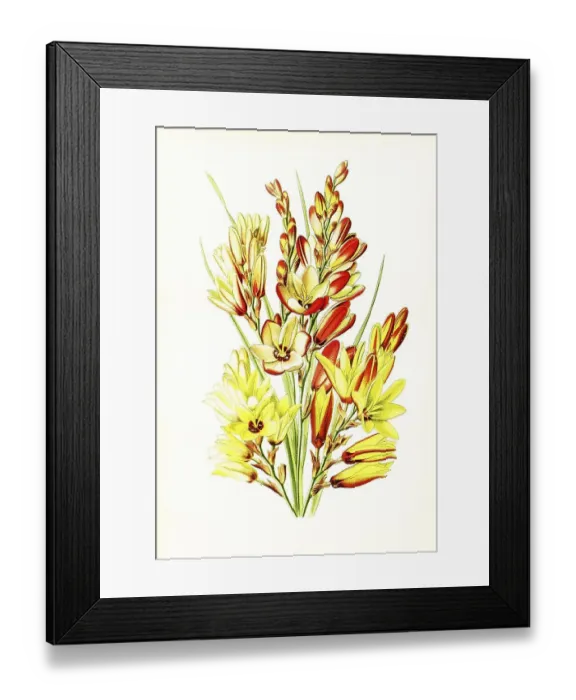 Framed Print : Ixia maculata, spotted African corn lily