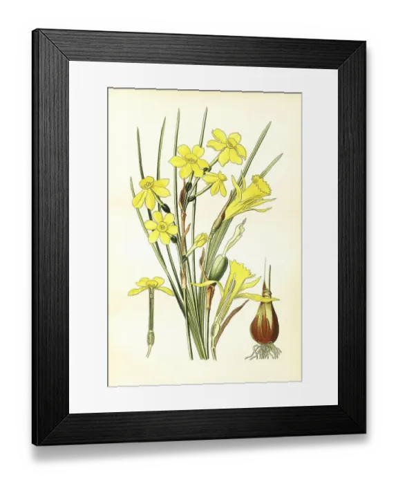 Framed Print : Jonquilla, Jonoquil Pseudo Narcissus