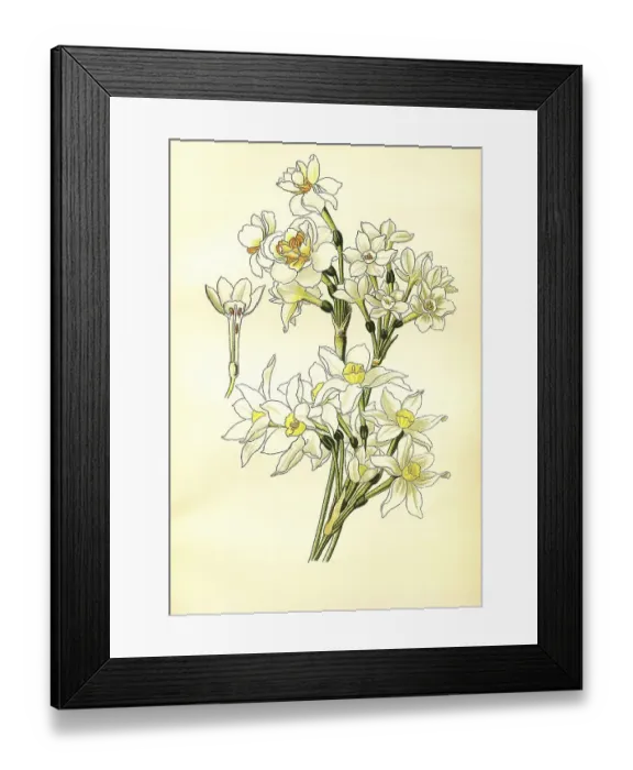 Framed Print : Tazetta, Polyanthus, paperwhite Framed Print : Tazetta, Polyanthus, paperwhite