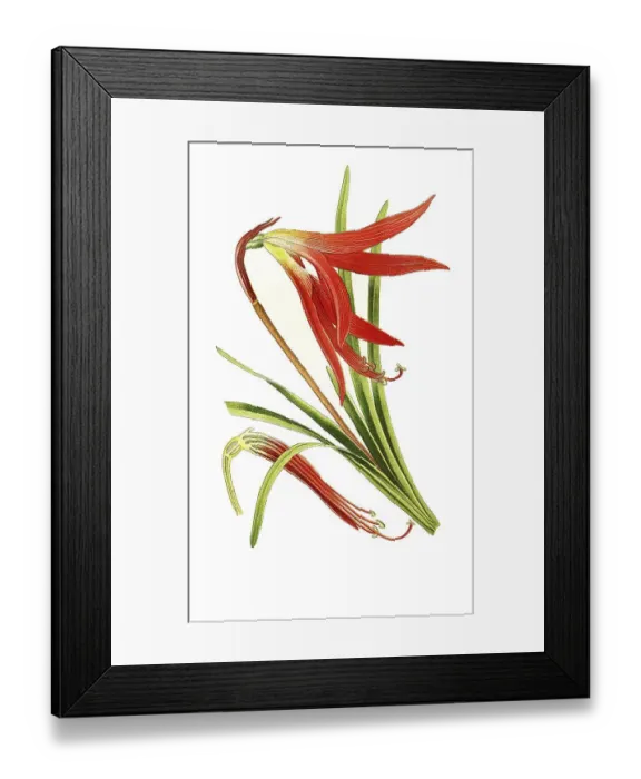 Framed Print : Sprekelia formosissima, Aztec lily or Jacobean lily Framed Print : Sprekelia formosissima, Aztec lily or Jacobean lily