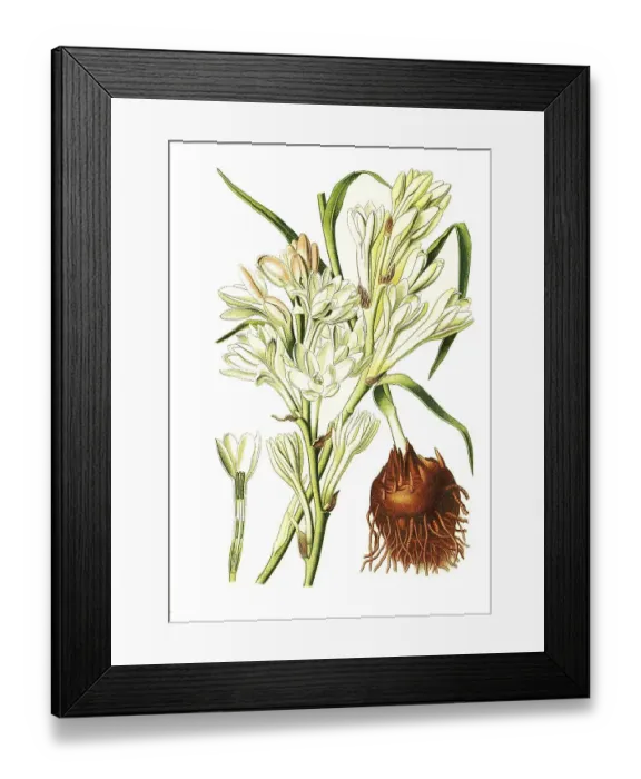 Framed Print : Polianthes tuberosa, Tuberose. Joseph's Rod Framed Print : Polianthes tuberosa, Tuberose. Joseph's Rod