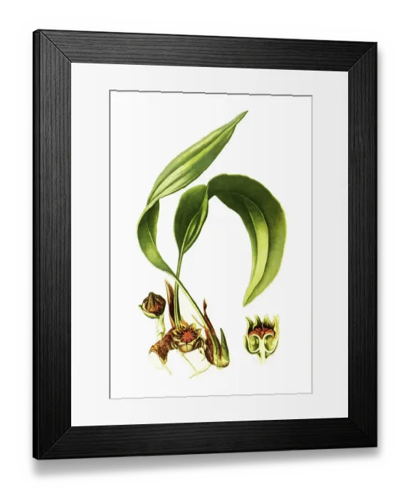 Framed Print : Aspidistra lurida. Cobbler's palm Framed Print : Aspidistra lurida. Cobbler's palm