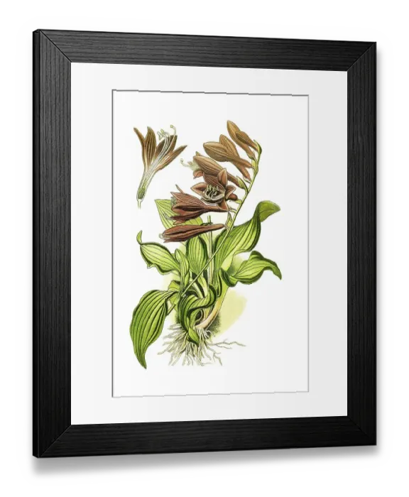 Framed Print : Ovata, Plantain Lily (Funkia), Hosta Framed Print : Ovata, Plantain Lily (Funkia), Hosta