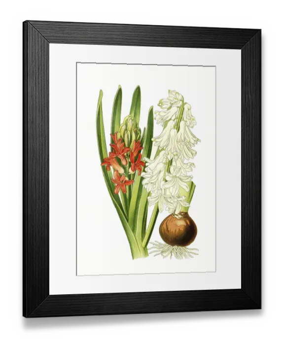Framed Print : Garden Hyacinth (Hyacinthus orientalis)