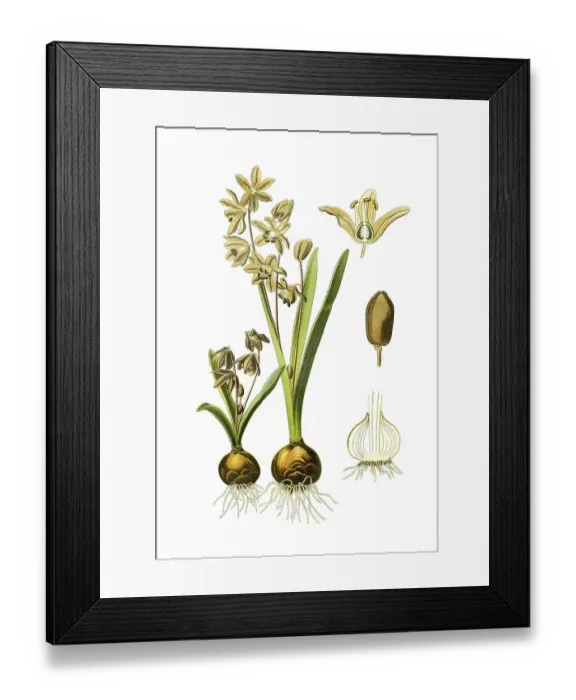 Framed Print : Scilla sibirica, Siberian squill