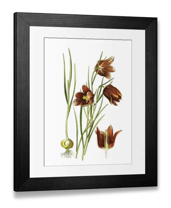 Framed Print : Snakes head fritillary, Snakes Head Framed Print : Snakes head fritillary, Snakes Head