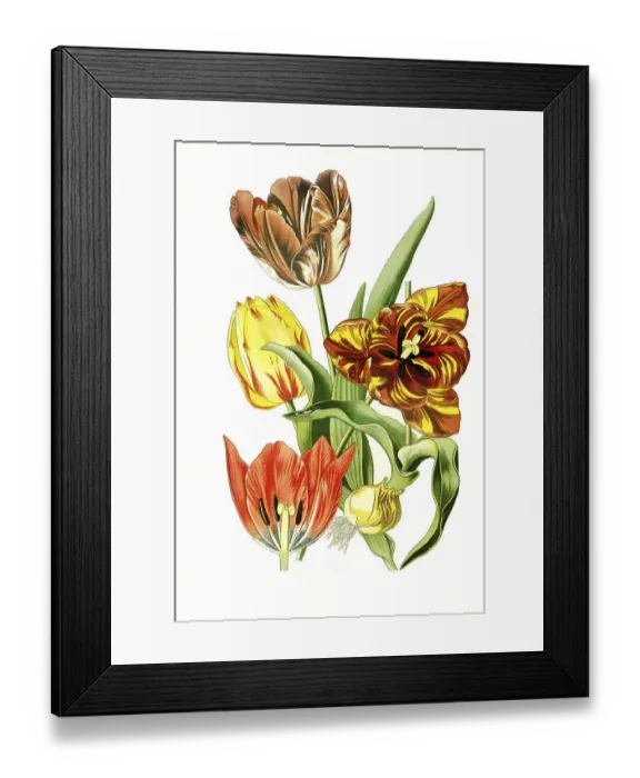 Framed Print : Gesneriana, Garden Tulip. (Tulipa) Tulip Framed Print : Gesneriana, Garden Tulip. (Tulipa) Tulip