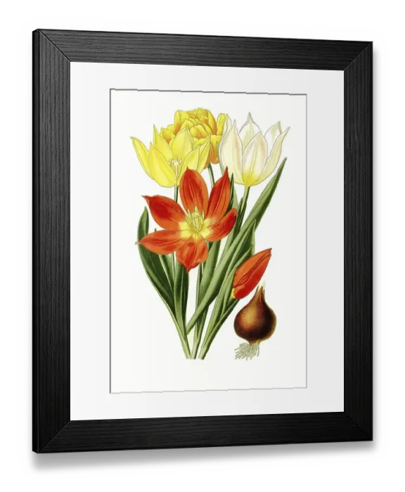 Framed Print : Suaveolens, Tulip. (Tulipa) Tulip