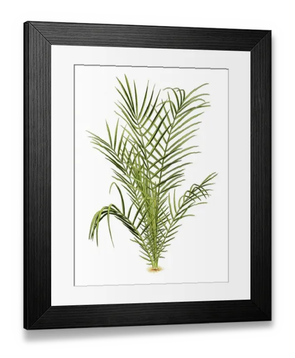 Framed Print : Phoenis spinosa, Spiny Date Palm