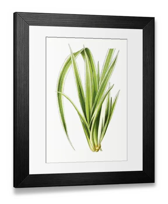 Framed Print : Pandanus veitchi, Veitchs Screw-Pine Framed Print : Pandanus veitchi, Veitchs Screw-Pine