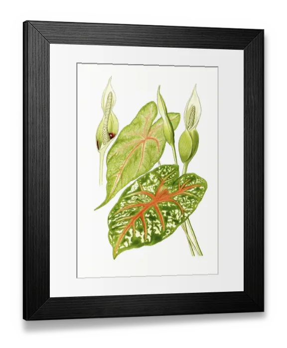 Framed Print : Elephant ear (Caladium bicolor)