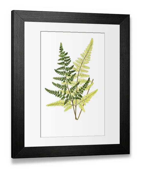 Framed Print : Gymnograms calomelanos, Gold Fern