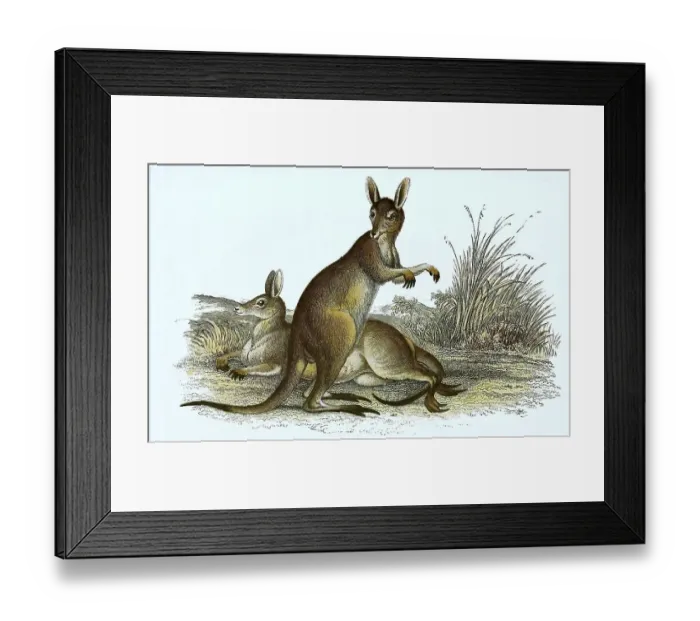 Framed Print : Eastern grey kangaroo (Macropus giganteus)