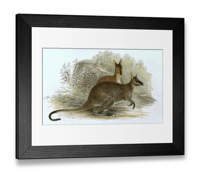 Framed Print : Red-necked wallaby (Notamacropus rufogriseus)