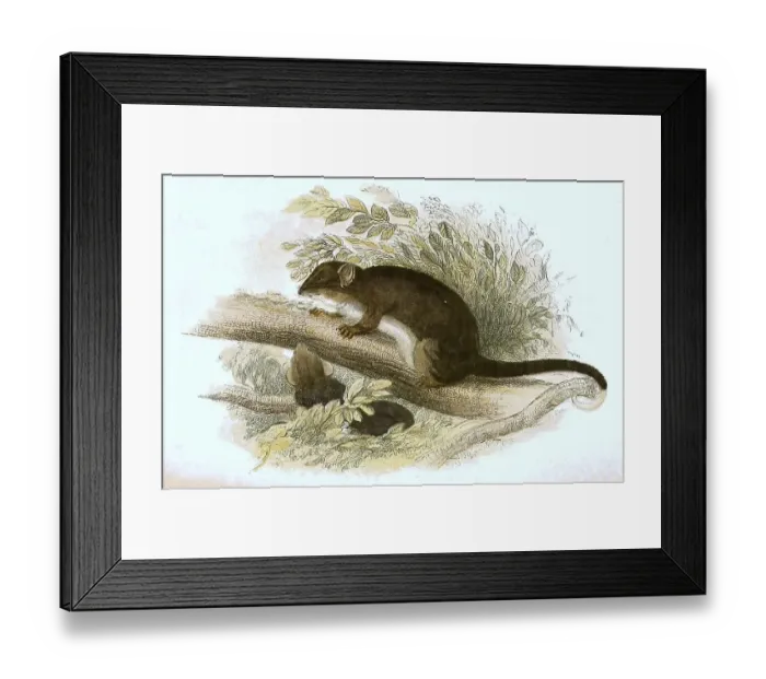 Framed Print : Tasmanian ring-tailed phalanger Framed Print : Tasmanian ring-tailed phalanger