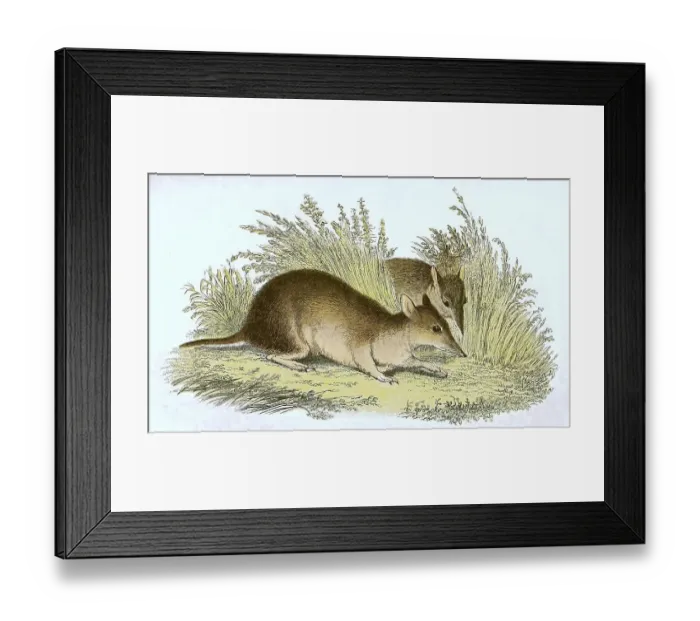 Framed Print : Long-nosed bandicoot (Perameles nasuta) Framed Print : Long-nosed bandicoot (Perameles nasuta)