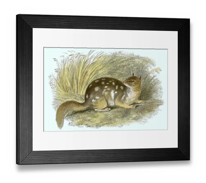 Framed Print : Speckled dasyure (Neophascogale lorentzi) Framed Print : Speckled dasyure (Neophascogale lorentzi)