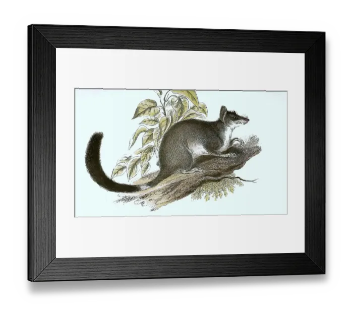 Framed Print : Double-crested pouched mouse or Kowari (Dasyuroides byrnei) Framed Print : Double-crested pouched mouse or Kowari (Dasyuroides byrnei)