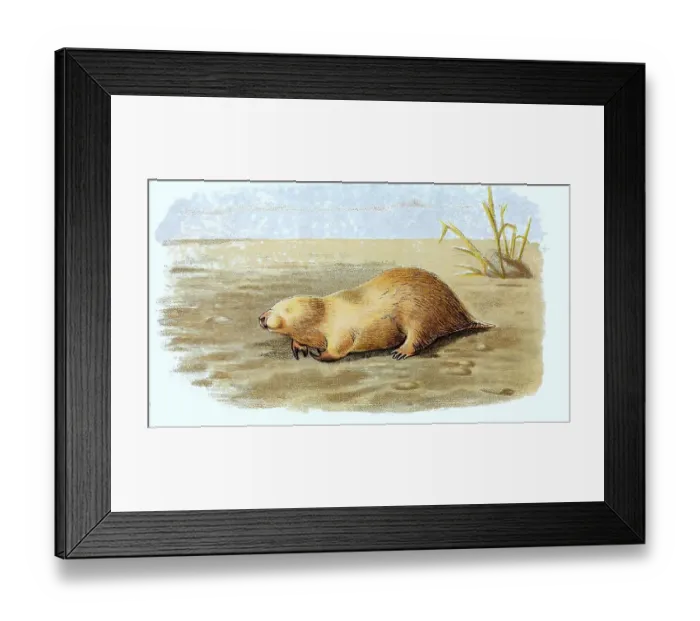 Framed Print : Southern marsupial mole (Notoryctes typhlops)