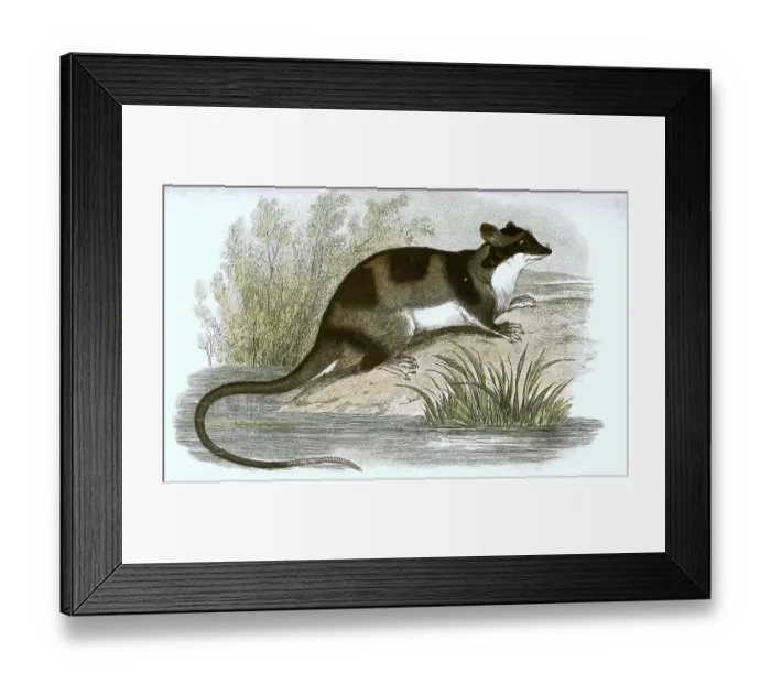 Framed Print : Water opossum (Chironectes minimus) or yapok Framed Print : Water opossum (Chironectes minimus) or yapok