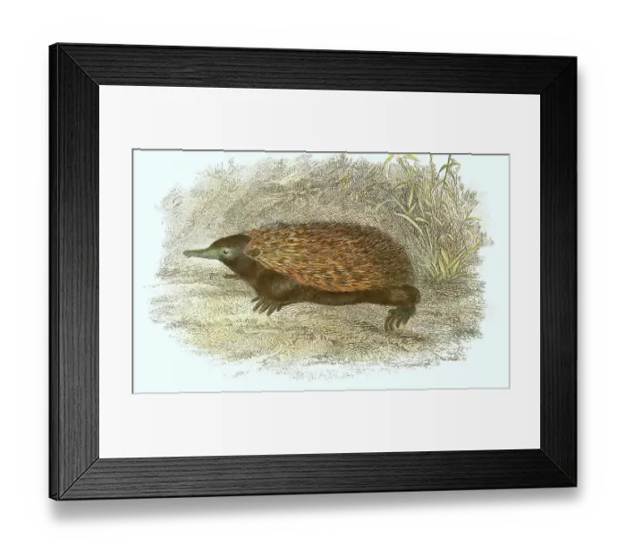Framed Print : Short-beaked echidna (Tachyglossus aculeatus) Framed Print : Short-beaked echidna (Tachyglossus aculeatus)