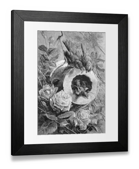 Framed Print : Sparrow nest, sparrows nest with young waiting for food Framed Print : Sparrow nest, sparrows nest with young waiting for food
