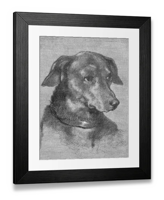 Framed Print : Portrait of a Dachshund, digitally restored reproduction of an original from the 19th century Framed Print : Portrait of a Dachshund, digitally restored reproduction of an original from the 19th century