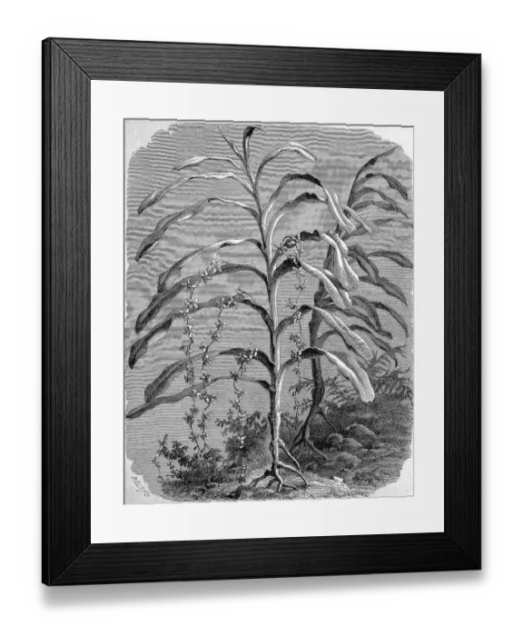 Framed Print : Renanthera lowii, a species of orchid
