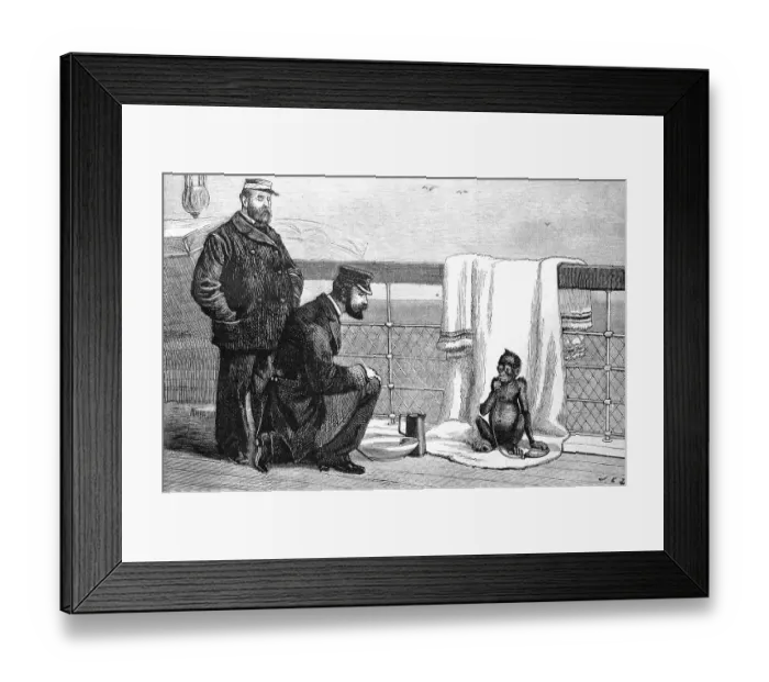 Framed Print : A young orangutan on a ship's voyage to Europe