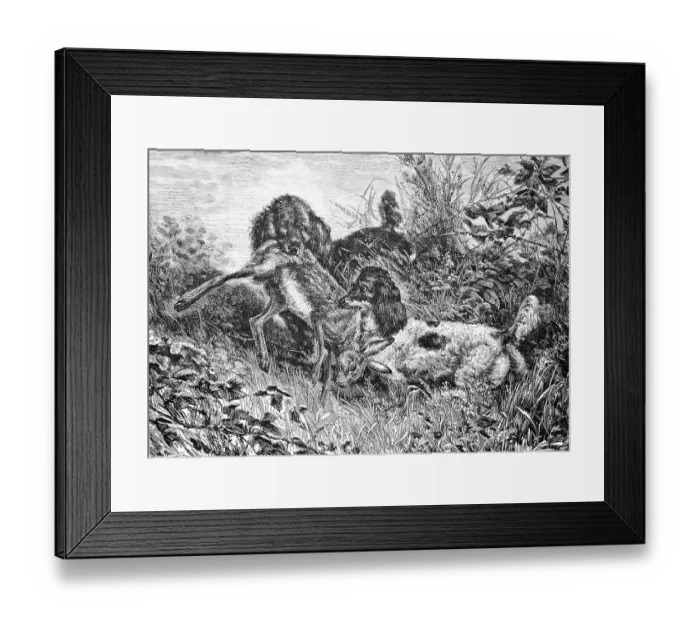 Framed Print : Two hunting dogs fighting over a shot hare