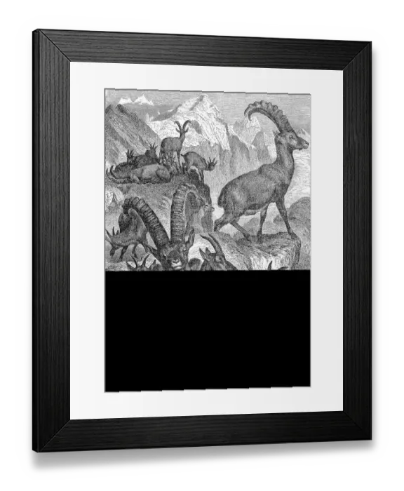 Framed Print : A Pack of Alpine Ibex in the Mountains Framed Print : A Pack of Alpine Ibex in the Mountains
