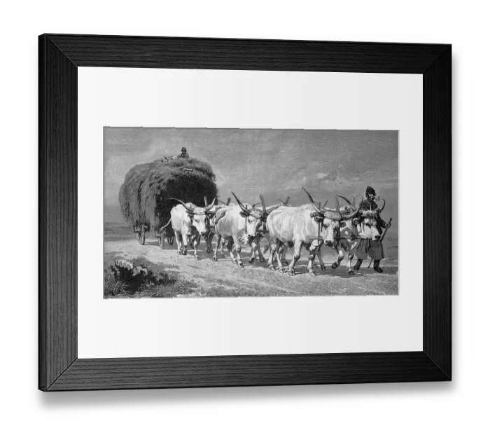Framed Print : Haymaking in 1895 with a six-horse ox team