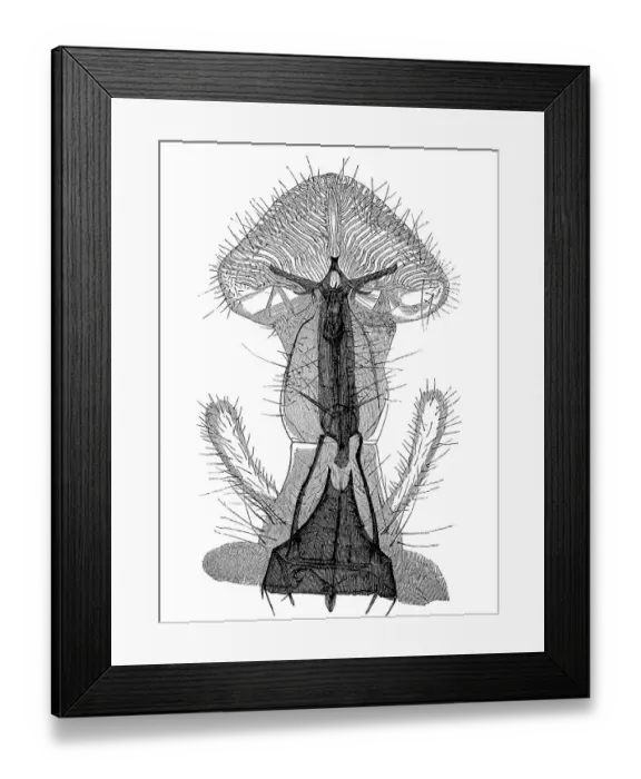 Framed Print : Historical illustration of a house fly (Musca domestica)
