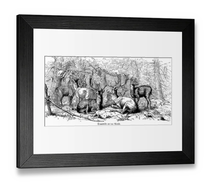 Framed Print : Fallow deer at the rack, Hubertus hunt