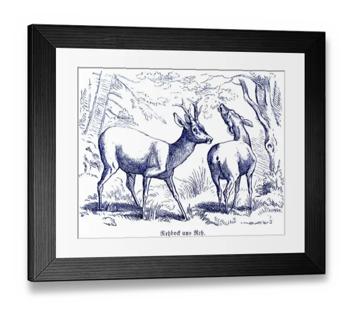 Framed Print : Roebuck and roe deer, Hubertus hunting and hunting scenes Framed Print : Roebuck and roe deer, Hubertus hunting and hunting scenes