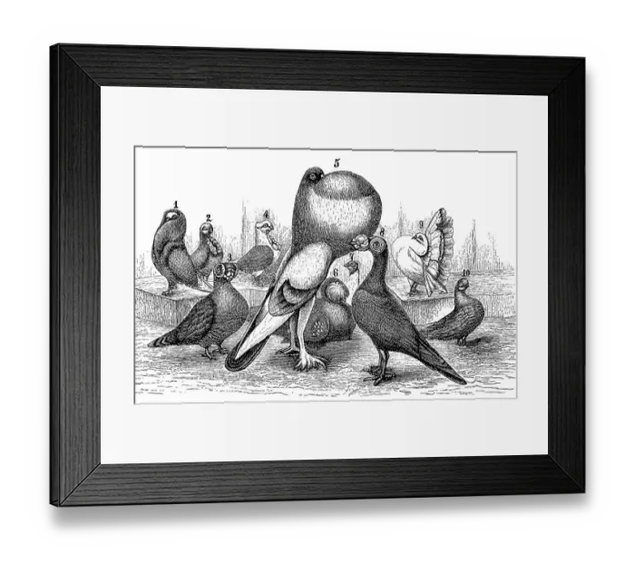 Framed Print : Different types of breeding pigeon: 1