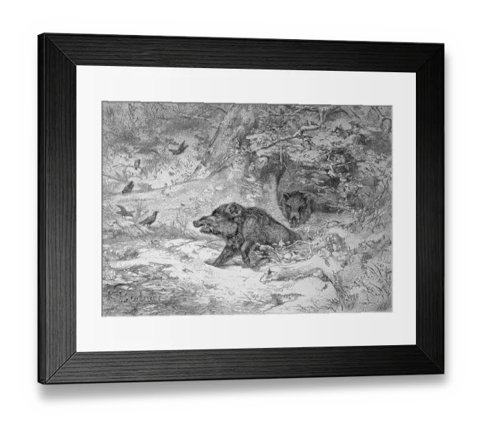 Framed Print : Wild boar (Sus scrofa), also the wild boar or Eurasian wild boar in a forest in Austria Framed Print : Wild boar (Sus scrofa), also the wild boar or Eurasian wild boar in a forest in Austria