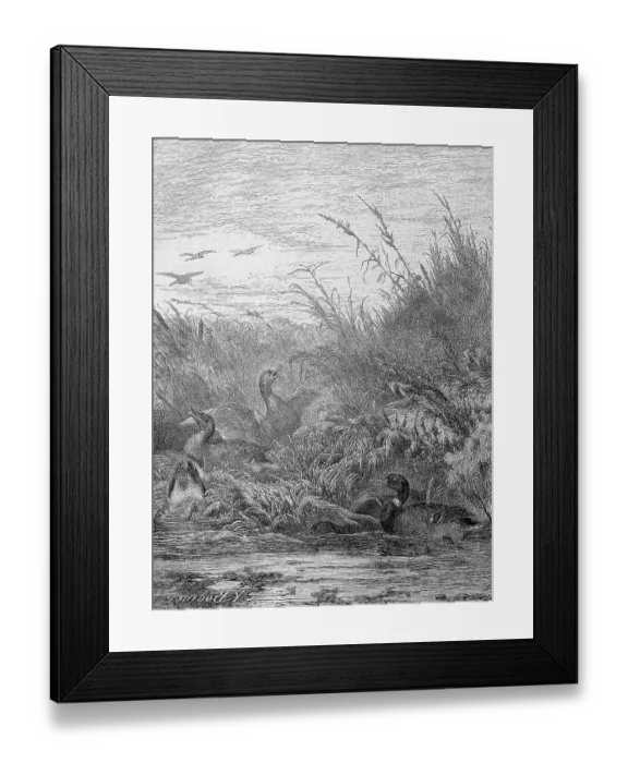 Framed Print : Hunting for Mallard or Wild Duck (Anas platyrhynchos) Framed Print : Hunting for Mallard or Wild Duck (Anas platyrhynchos)