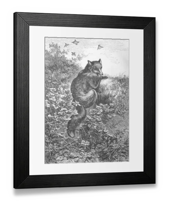 Framed Print : Illustration of a red fox (Vulpes vulpes)