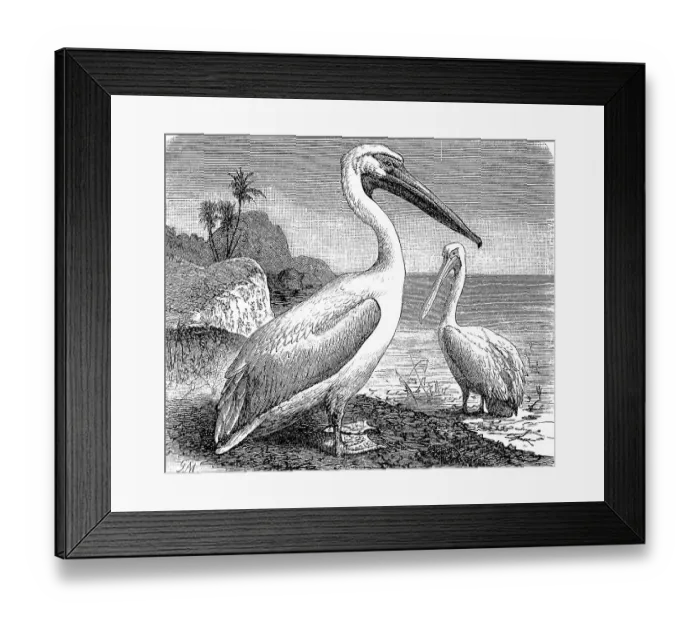 Framed Print : Great white pelican (Pelecanus onocrotalus)