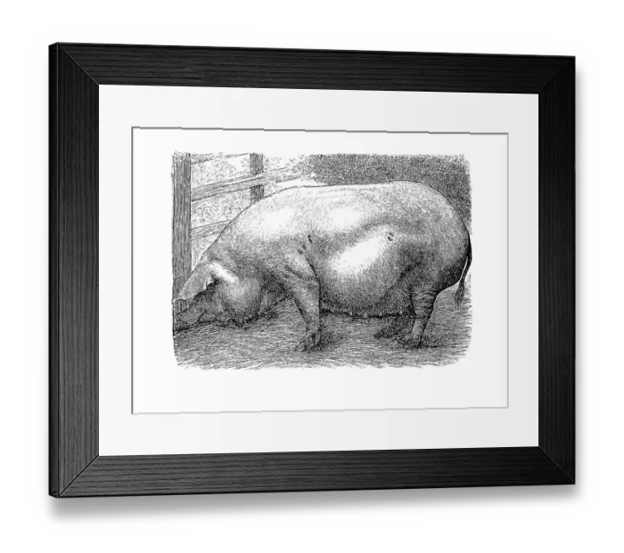 Framed Print : The Meissen pig or Meissen utility pig was a breed of pig from the area around Meissen in Saxony