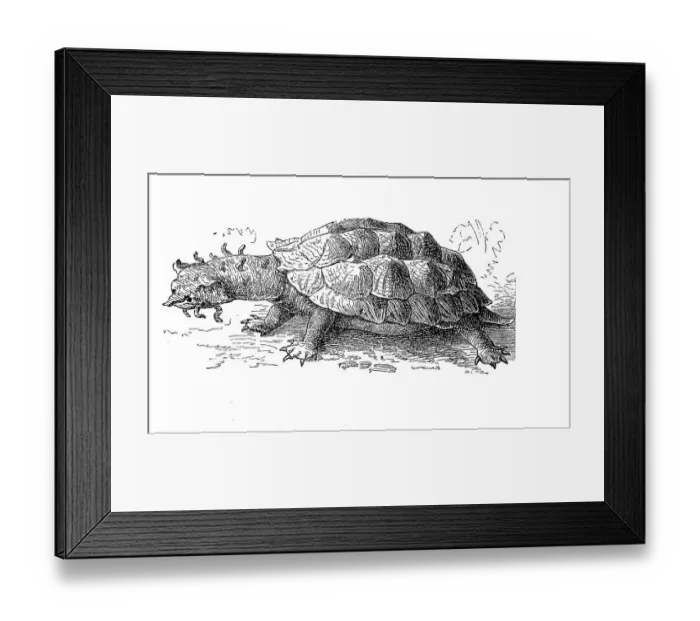 Framed Print : Fringed tortoise, mata mata, yellow-spotted river turtle (Chelys) fimbriata
