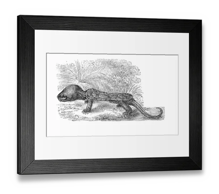 Framed Print : Big-headed turtle (Platysternon megacephalum) Framed Print : Big-headed turtle (Platysternon megacephalum)
