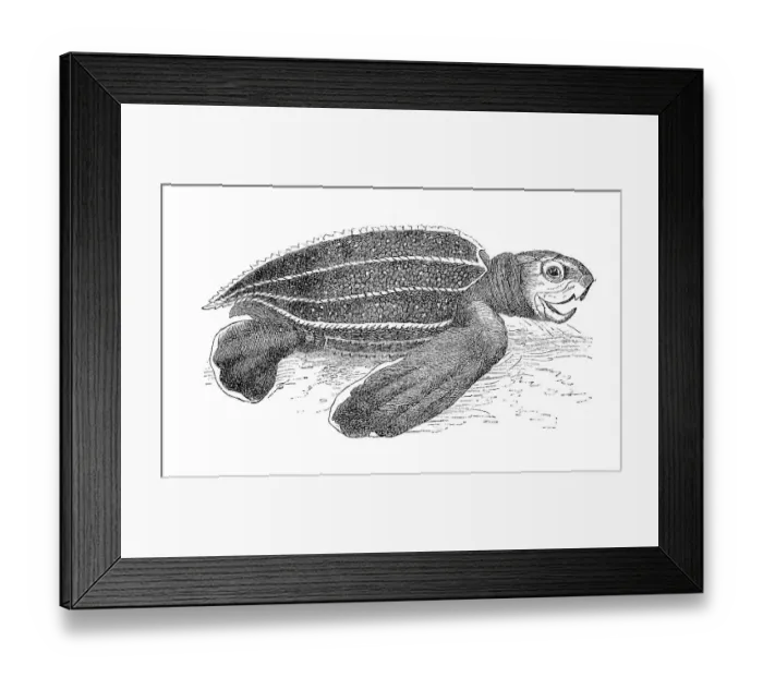 Framed Print : Leatherback sea turtle (Dermochelys coriacea)