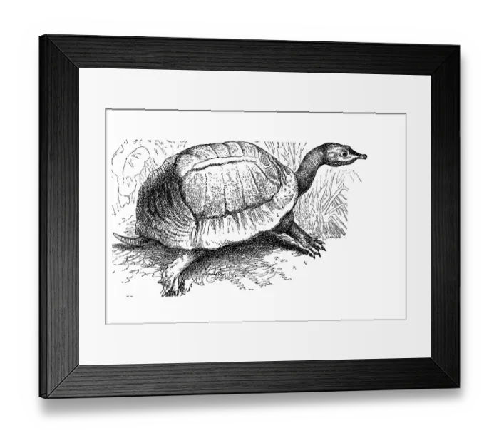 Framed Print : Florida softshell turtle (Apalone ferox) Framed Print : Florida softshell turtle (Apalone ferox)