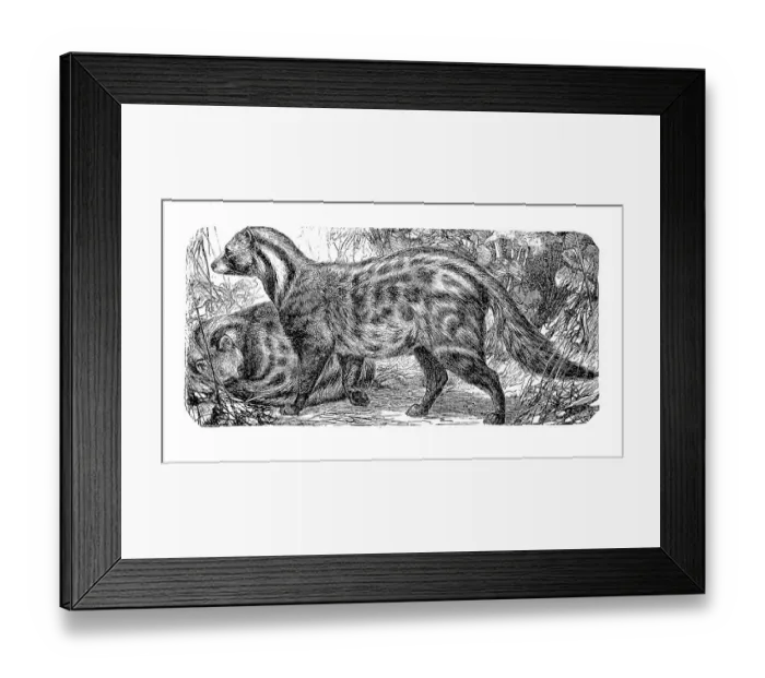 Framed Print : Malabar large-spotted civet cat
