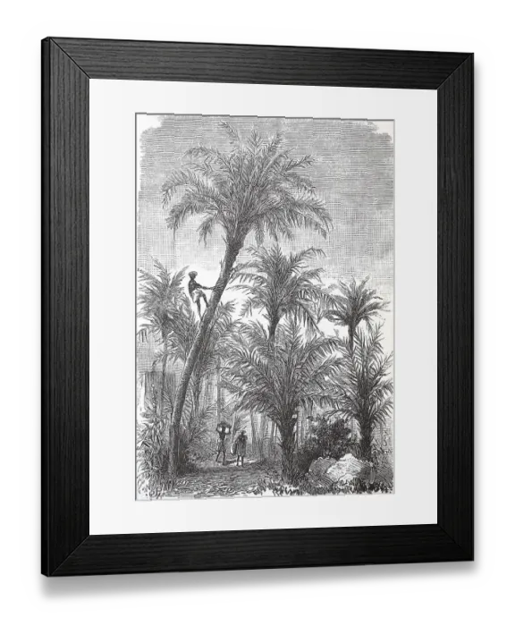 Framed Print : Harvest on a date (Phoenix dactylifera)