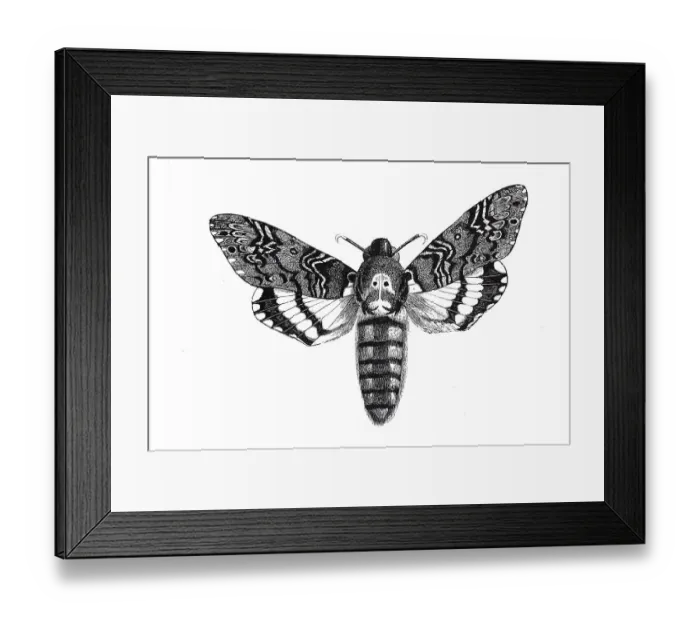 Framed Print : Death's head hawkmoth (Acherontia atropos)