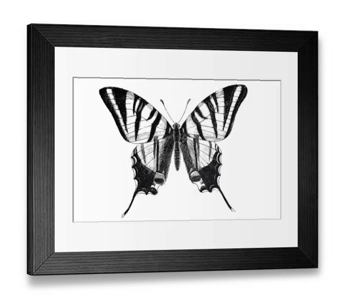 Framed Print : Scarce swallowtail (Iphiclides podalirius)